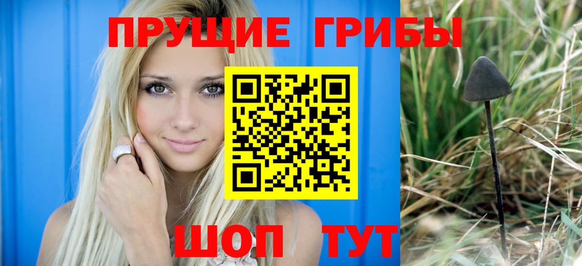 Галлюциногенные грибы Psilocybe Торжок